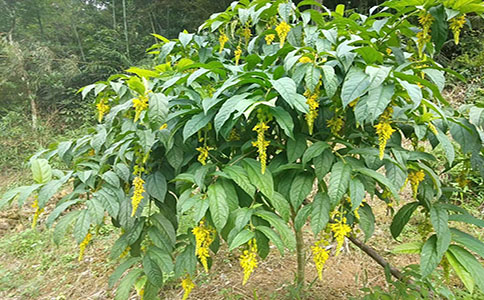 黃花倒水蓮